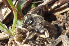 Andrena ventralis
