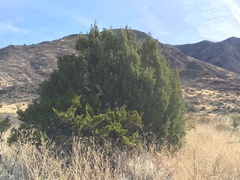 Juniperus coahuilensis