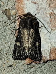 Hexorthodes serrata