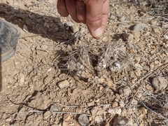 Grusonia grahamii