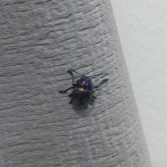 Chrysolina auripennis