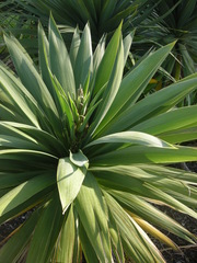 Cordyline obtecta