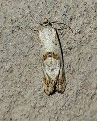 Platphalonidia felix