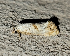 Platphalonidia felix