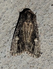 Hexorthodes serrata
