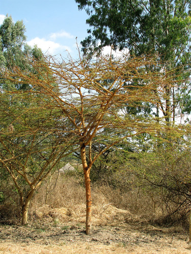 Vachellia seyal seyal