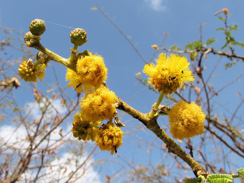 Thirsty Thorn
