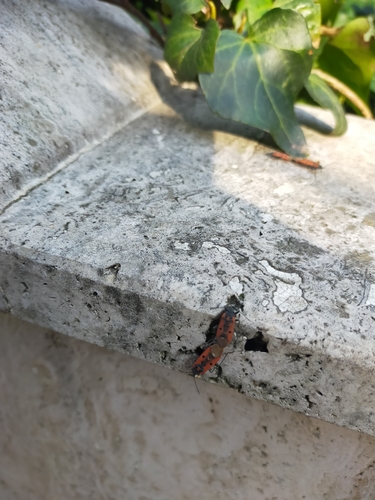 Photo of Cretan Seed Bug (Lygaeus creticus)