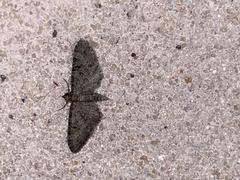 Eupithecia alpinata