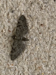 Eupithecia alpinata