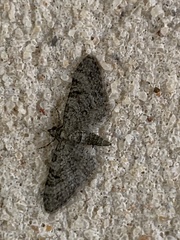 Eupithecia alpinata