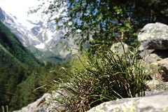 Asplenium septentrionale caucasicum