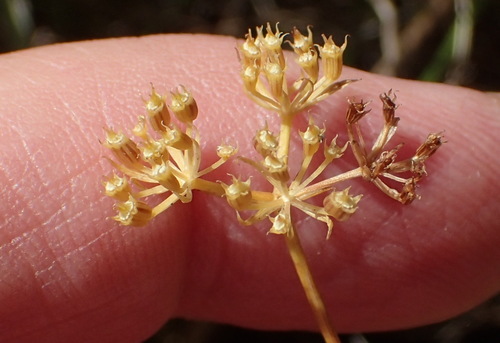 Image of Itasina filifolia by (c) Nicola van Berkel, some rights reserved (CC BY-SA)