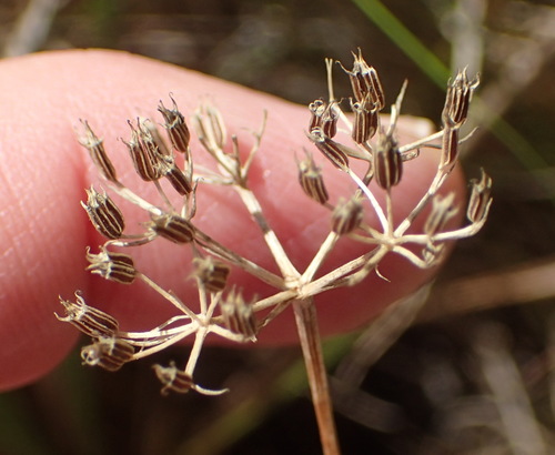 Image of Itasina filifolia by (c) Nicola van Berkel, some rights reserved (CC BY-SA)