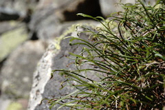 Asplenium septentrionale caucasicum