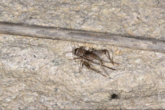 Velarifictorus aspersus