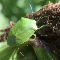 Chinavia marginata