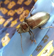Mallodon spinibarbis