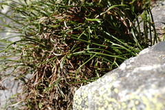 Asplenium septentrionale caucasicum