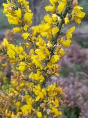 Ulex micranthus
