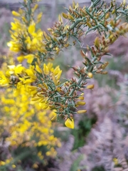 Ulex micranthus
