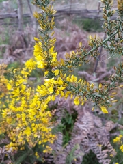 Ulex micranthus