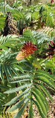 Melianthus