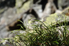Asplenium septentrionale caucasicum