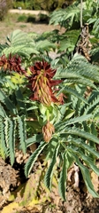 Melianthus