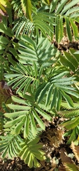 Melianthus