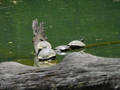 Apalone spinifera spinifera