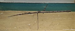 Bactrododema
