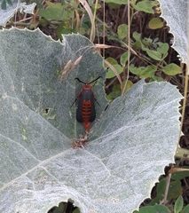Eichlinia grande