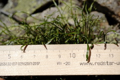 Asplenium septentrionale caucasicum