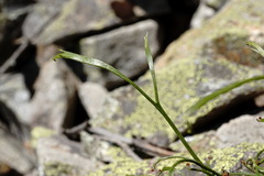 Asplenium septentrionale caucasicum