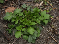Geum urbanum