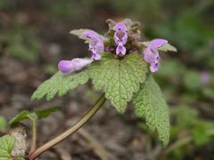 Lamium purpureum
