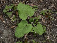 Arctium