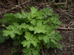 Chelidonium majus