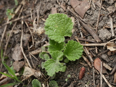 Ballota nigra