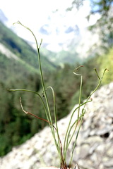 Asplenium septentrionale caucasicum