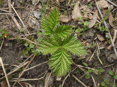 Rubus