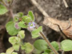 Veronica sublobata