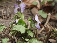 Viola odorata
