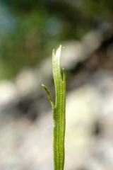 Asplenium septentrionale caucasicum