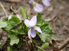 Viola odorata