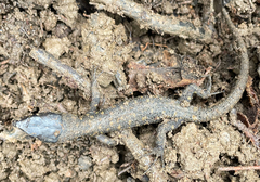 Lepidophyma