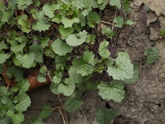 Alliaria petiolata