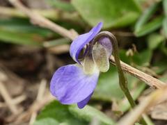 Viola odorata