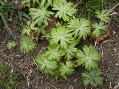 Eranthis hyemalis